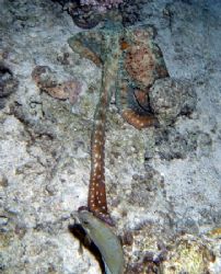 Impact, octopus catch a fish during a
night dive. Taken ... by Nikki Van Veelen 